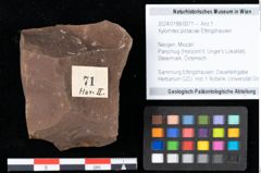 Foto (Objekt + Etikett) von Xylomites pistaciae Ettingshausen (NHMW-GEO-2024-0188-0071)